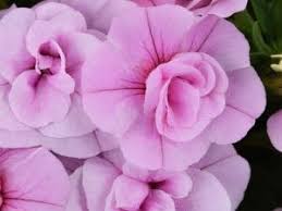 КАЛИБРАХОЕ КАСКАДНО double pink 4221)